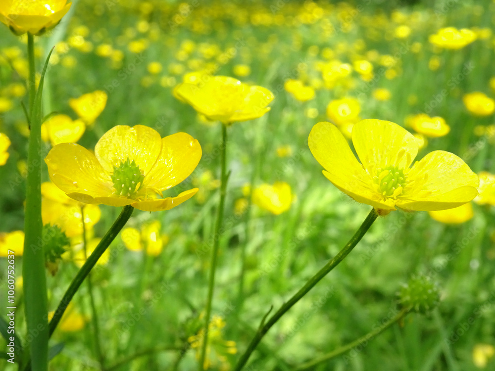 Obraz premium Close up of buttercups in a spring meadow on a sunny day.