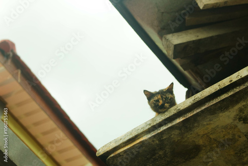 Adult Cat 1. A cat climbed onto the roof of the house