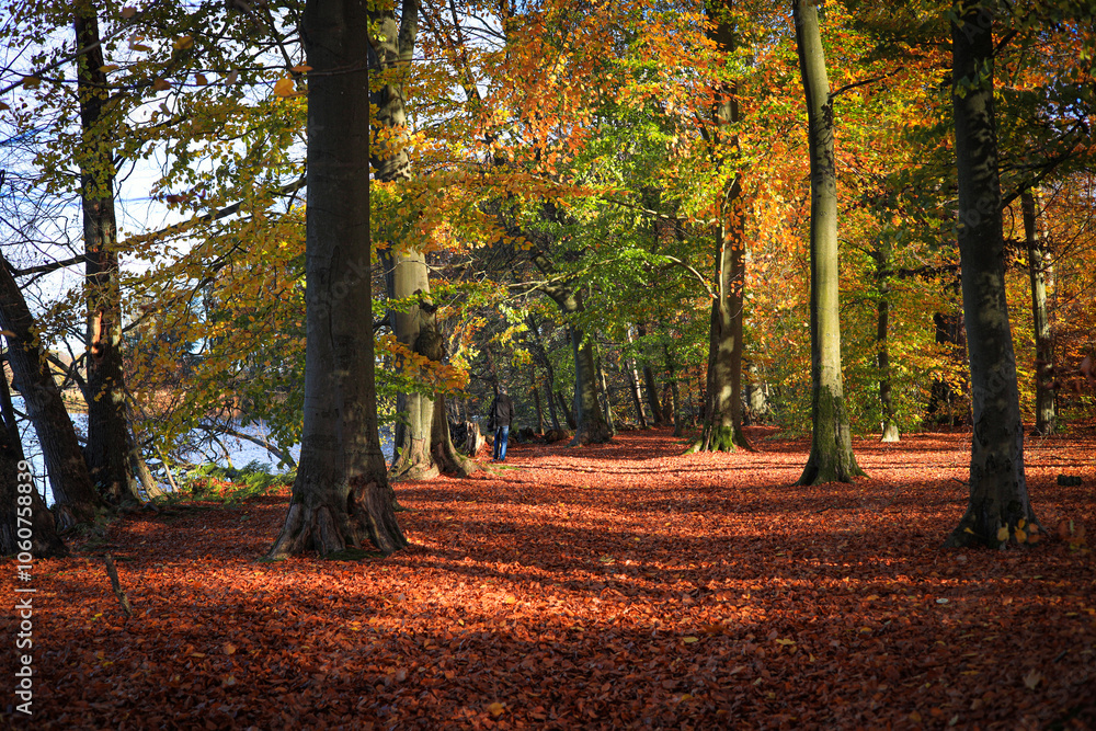 Fototapeta premium Hiking trail along the Werbellin lake in autumn in Federal State Brandenburg - Germany