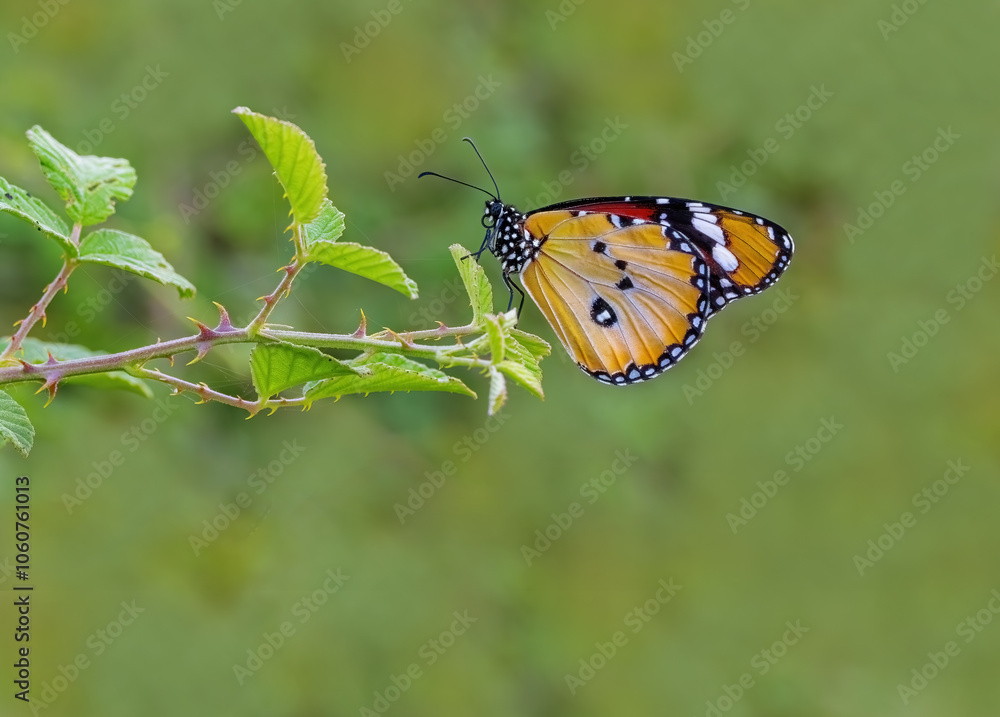 Sultan butterfly (Danaus chrysippus) flying in the Mugla region of Turkey