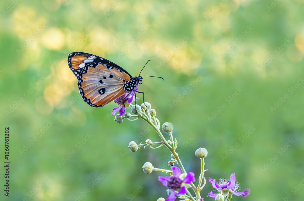 Sultan butterfly (Danaus chrysippus) flying in the Mugla region of Turkey Sultan butterfly (Danaus chrysippus) flying in the Mugla region of Turkey