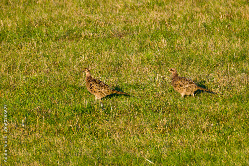 Jagdfasan Weibchen in der Abendsonne Jagdfasan Weibchen in der Abendsonne