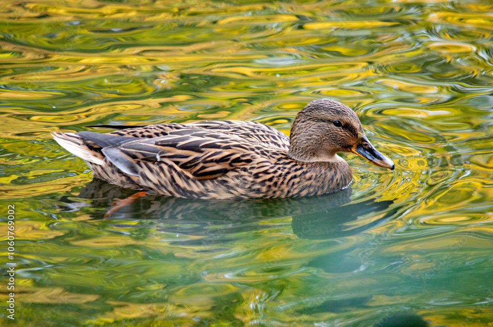 Ente auf dem Wasser Ente auf dem Wasser