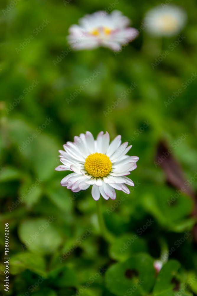 Pâquerette dans un jardin Pâquerette dans un jardin