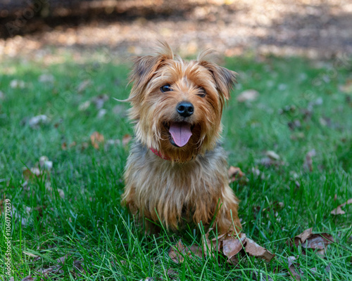 horizontal portrait of cute healthy happy young terrier in grass on autumn day