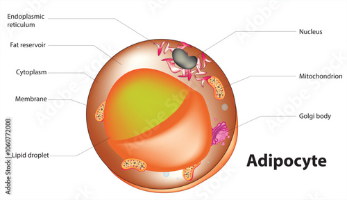 Detailed diagram of adipocyte