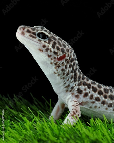 potrait leopard gecko black eyes on a black background