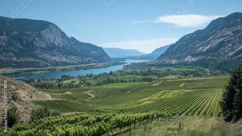 Picturesque Vineyard Stretching Across Valley, Scenic Wine Country Landscape