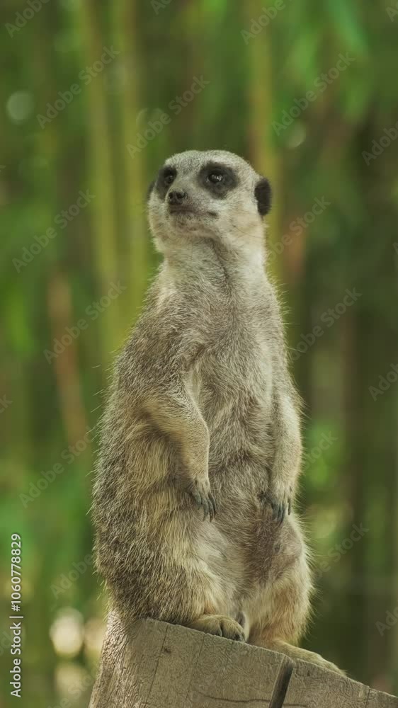 Meerkat animal sitting on a tree trunk, vertical video 4k Meerkat animal sitting on a tree trunk, vertical video 4k
