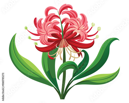 Nerine flower vector illustration on white background photo