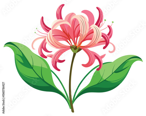 Nerine flower vector illustration on white background