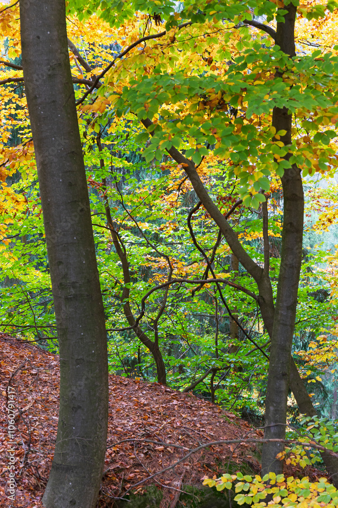 Colorful autumn Landscape in Bohemian Paradise, Czech Republic