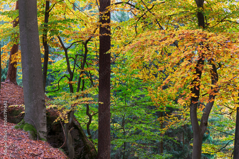 Colorful autumn Landscape in Bohemian Paradise, Czech Republic