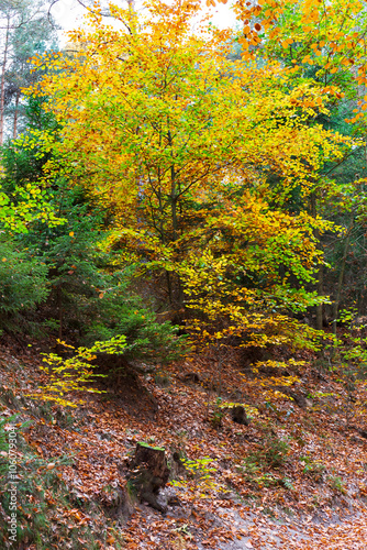 Obraz na płótnie Colorful autumn Landscape in Bohemian Paradise, Czech Republic w salonie