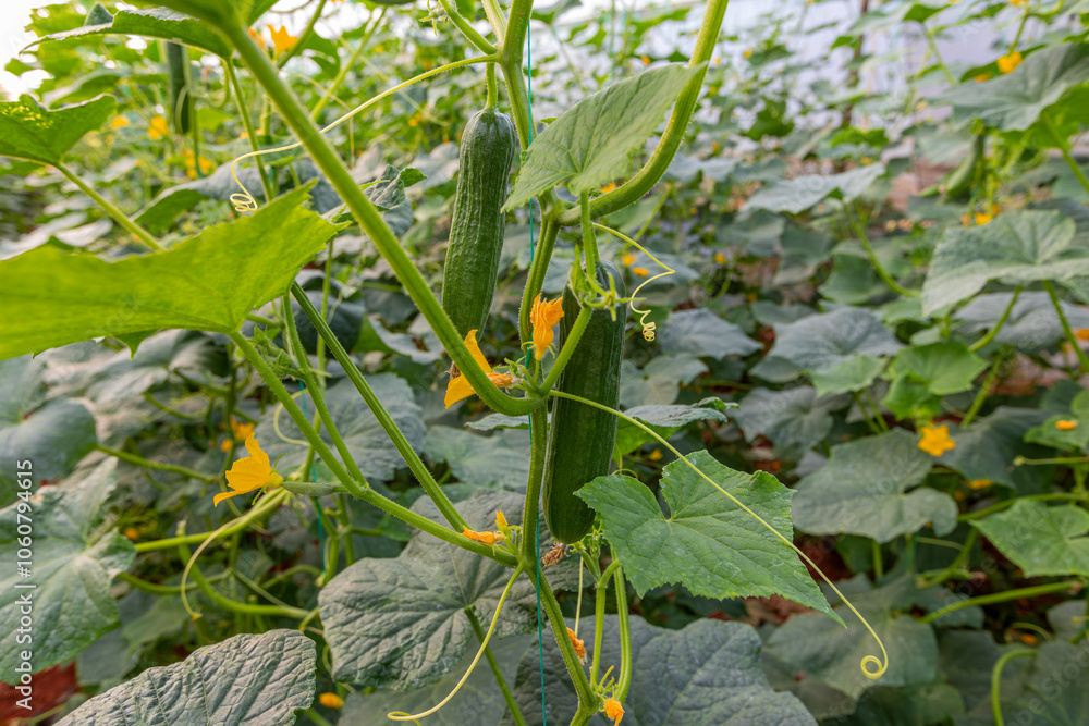 Fresh cucumbers in the greenhouse