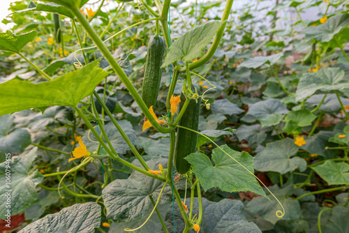 Obraz na płótnie Fresh cucumbers in the greenhouse w salonie