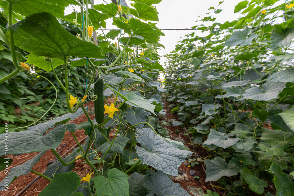 Fresh cucumbers in the greenhouse