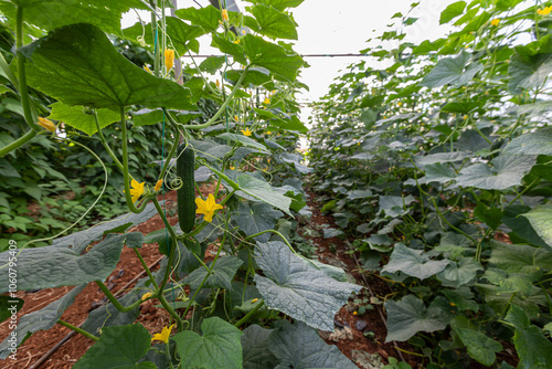 Obraz na płótnie Fresh cucumbers in the greenhouse w salonie