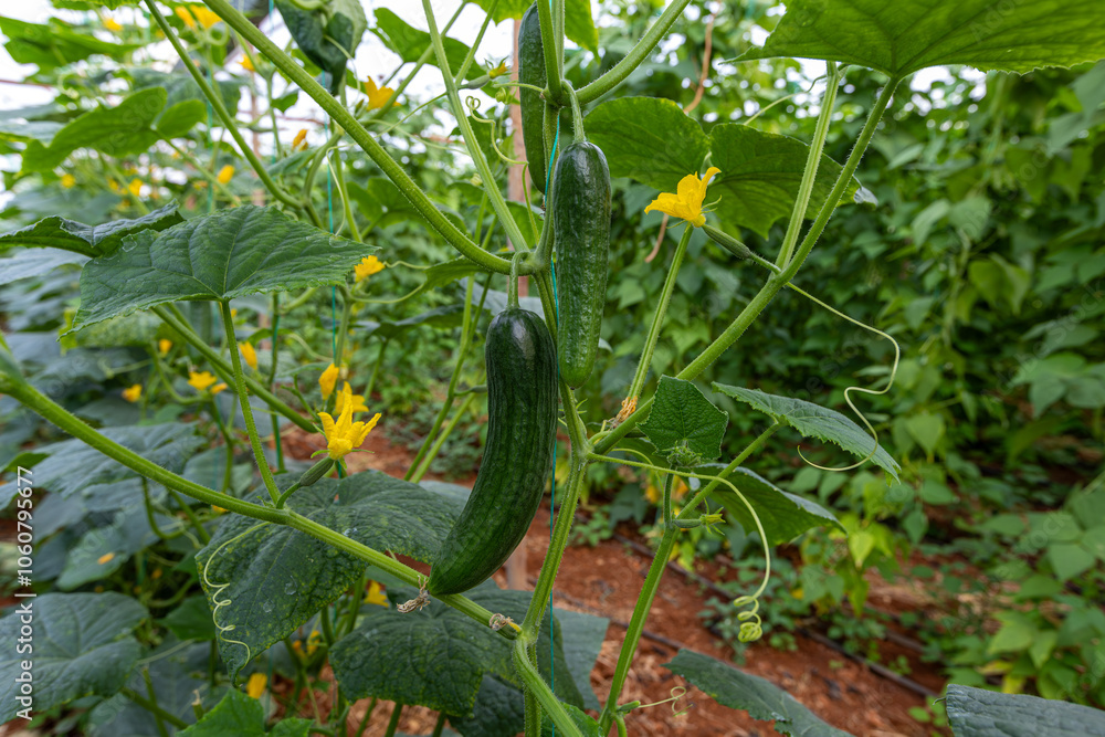 Fresh cucumbers in the greenhouse