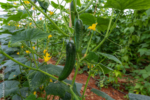 Obraz na płótnie Fresh cucumbers in the greenhouse w salonie