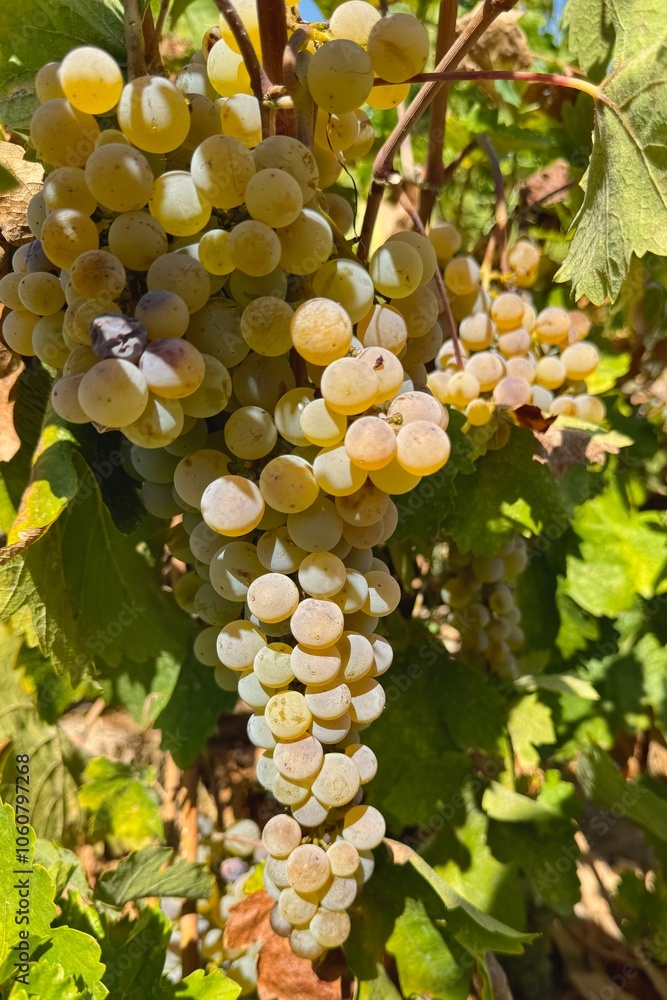 Ripen white grapes growing in the farm in Turkey