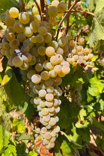 Obraz na płótnie Ripen white grapes growing in the farm in Turkey w salonie