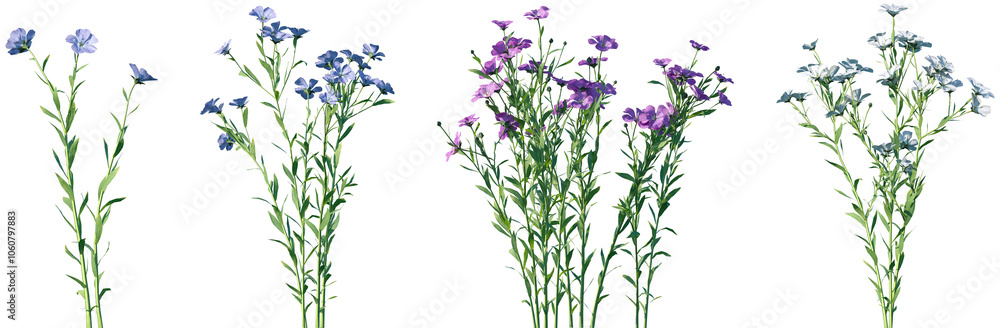 Fototapeta premium Set of Linum usitatissimum (Linseed flax) frontal isolated png on a transparent background perfectly cutout high resolution