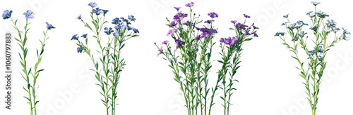 Wallpaper Mural Set of Linum usitatissimum (Linseed flax) frontal isolated png on a transparent background perfectly cutout high resolution Torontodigital.ca