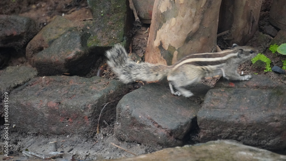Fototapeta premium The Squirrels: Close-up of a squirrel in natural habitat, showcasing its expressive eyes, fluffy tail, and tiny paws, capturing a moment of curiosity