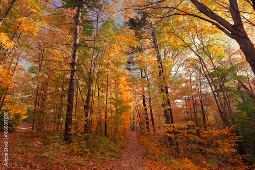 amazing,beautiful inviting, majestic view of autumn forest at sunset time