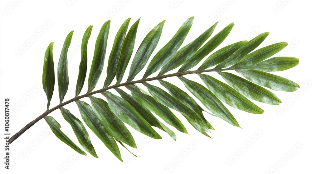 Palm tree branch  green leaves, cut out top view isolated on white a background