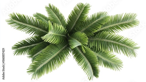 Palm tree branch green leaves, cut out top view isolated on white a background