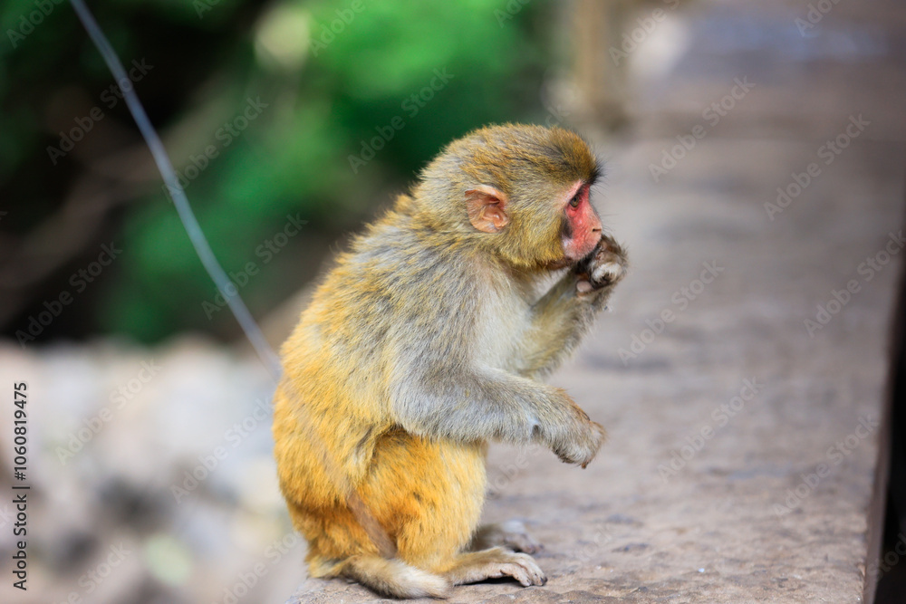 Heartwarming Moment of a Mother Monkey Embracing Her Baby
Heartwarming Moment of a Mother Monkey Embracing Her Baby