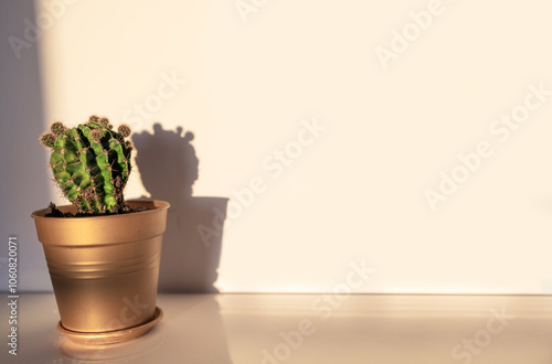 Small cactus plant, Stetsonia coryne genus, in terra cotta flower pot on a white table at sunset. Copy space for text. photo