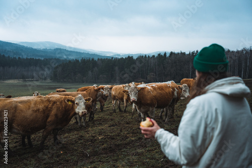 Vegetarian woman feeding cow with apple on meadow