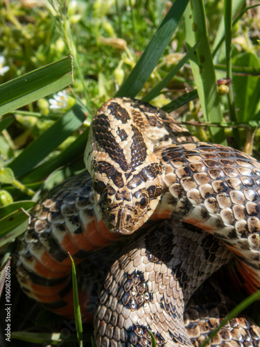 Closeup of snakes mating at the fields