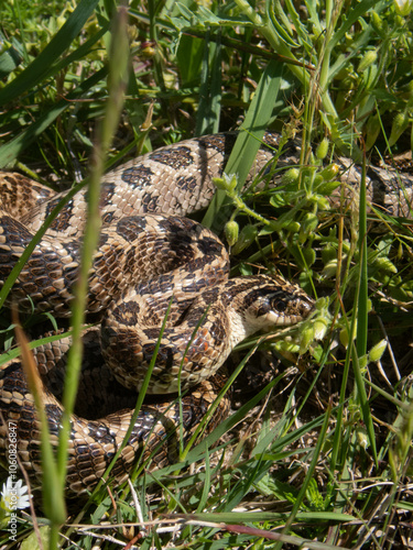 Closeup of snakes mating at the fields