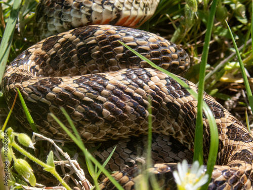 Closeup of snakes mating at the fields