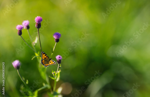 Purple flowers on a green background, butterfly on a flower, rose thistle, Cirsium helenioides photo