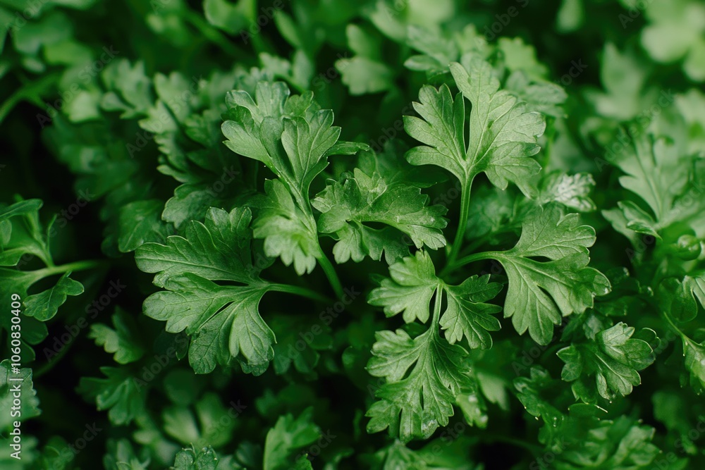 A detailed view of a cluster of green leaves, great for use in nature or botanical illustrations A detailed view of a cluster of green leaves, great for use in nature or botanical illustrations
