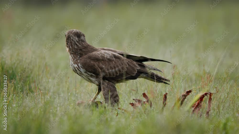 Common buzzard (Buteo buteo) feeding on a fallen deer carcass Common buzzard (Buteo buteo) feeding on a fallen deer carcass