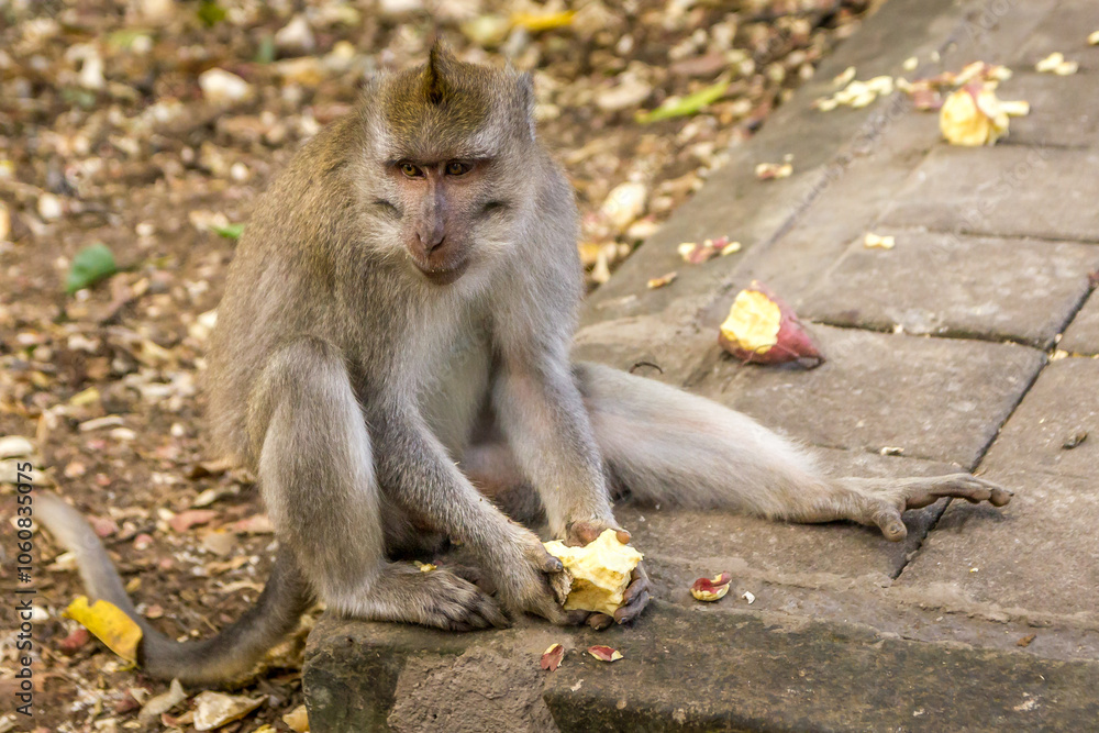 Naklejka premium Monkey in a forest in Bali, Indonesia