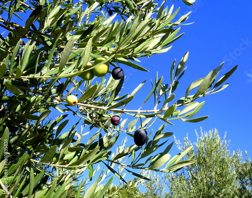 olive fruits ripenning on olive tree, south of france. mediterranean agriculture. Close up of tree branch and olives  in blue sky