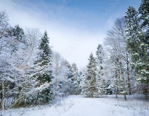 Snowy forest scene with covered trees under a blue sky