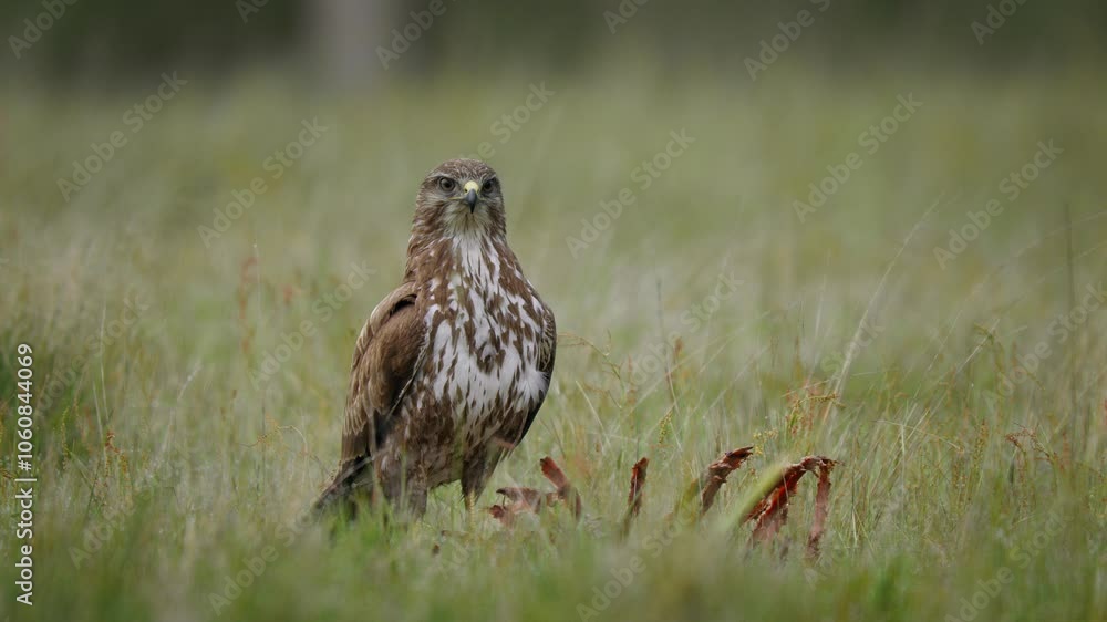 Common buzzard (Buteo buteo) flying from a deer carcass Common buzzard (Buteo buteo) flying from a deer carcass