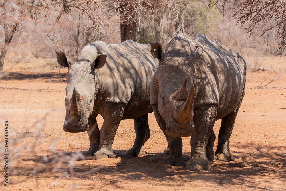 Fototapeta premium white rhino in Mokolodi Game reserve