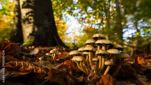 Hypholoma fasciculare - sulfurt tuft - Grünblättriger Schwefelkopf photo