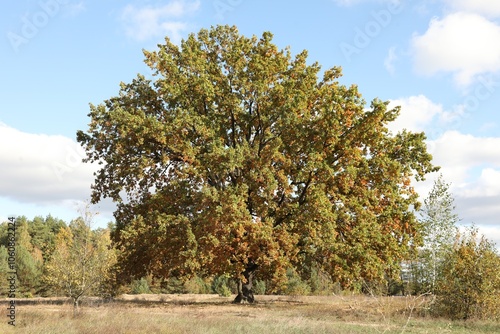 Beautiful tree with colorful leaves growing outdoors