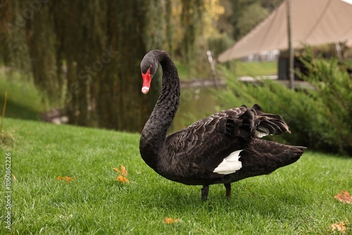 Fototapeta Naklejka Na Ścianę i Meble -  Beautiful black swan on green grass outdoors