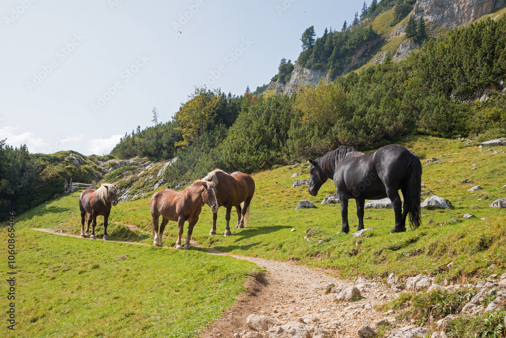 four horses at mountain path Rofan alps austria four horses at mountain path Rofan alps austria